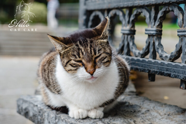 cat in stress