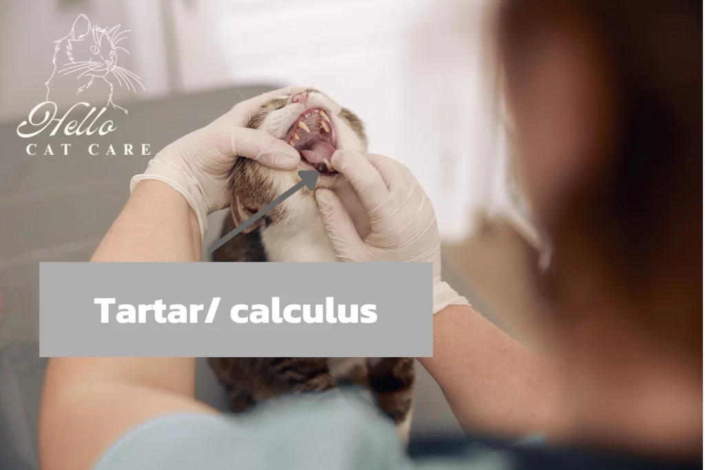 tartar are present in cat teeth