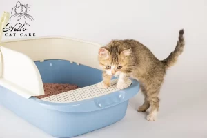 Read more about the article Cat Peeing Outside The Litter Box.