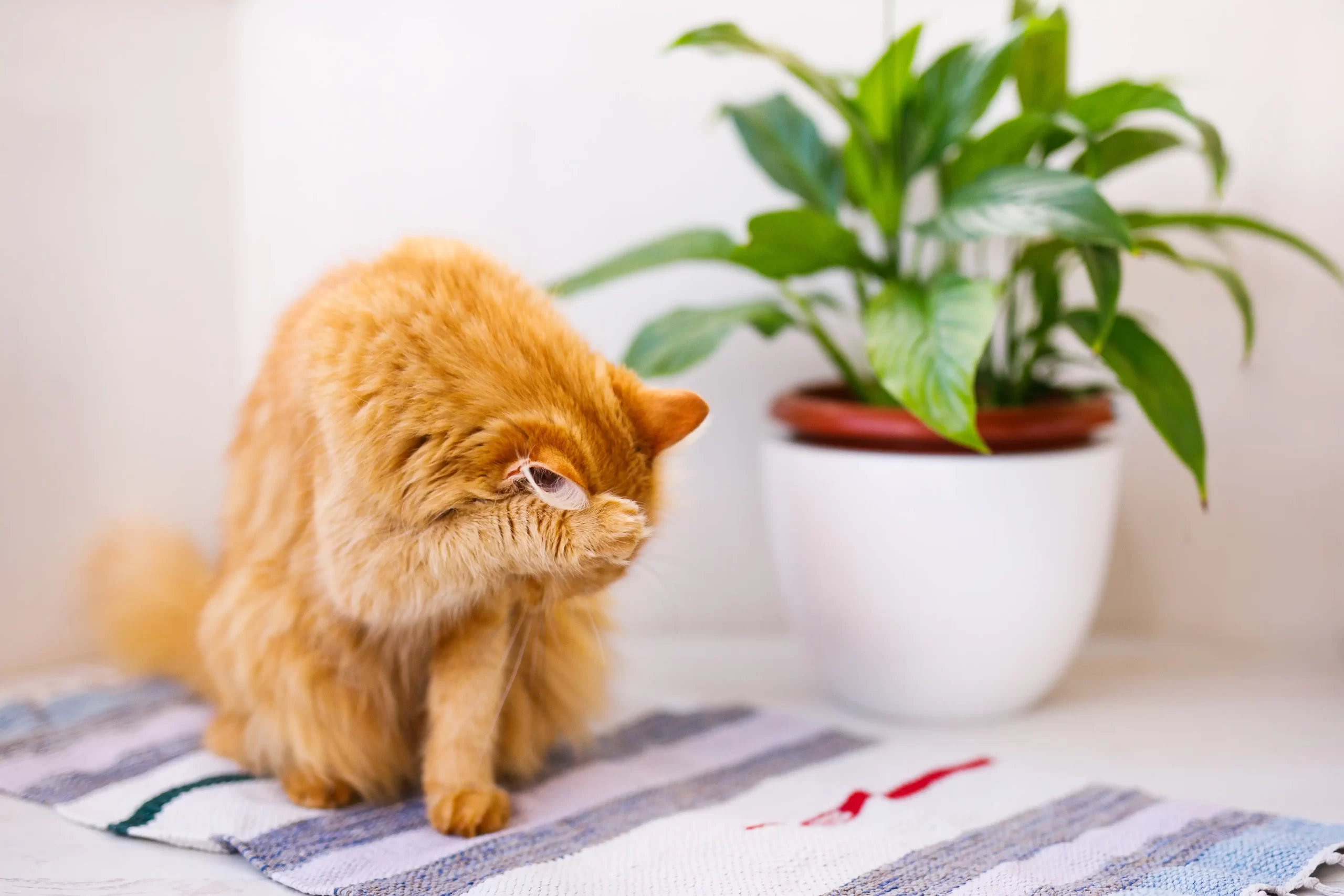 Read more about the article How To Get Rid Of Cat Spray Smell