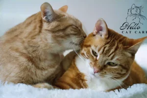 Read more about the article Why Do Cats Groom Each Other?