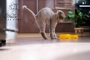 Read more about the article How to stop a cat spraying indoors