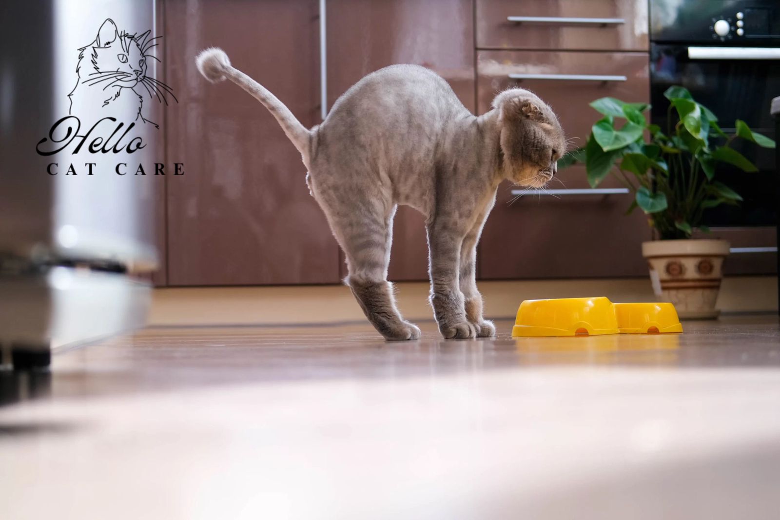 Read more about the article How to stop a cat spraying indoors