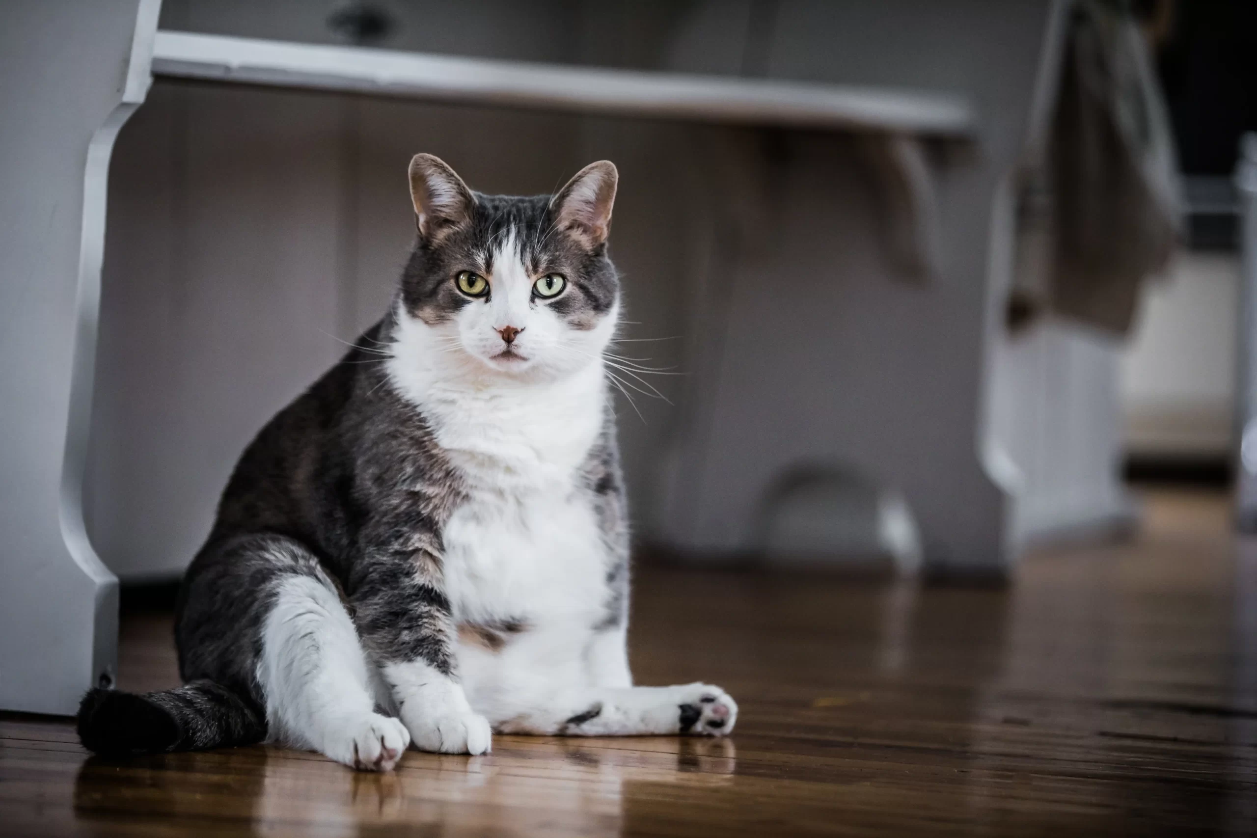 Read more about the article Why My Cats Gaining Weight?