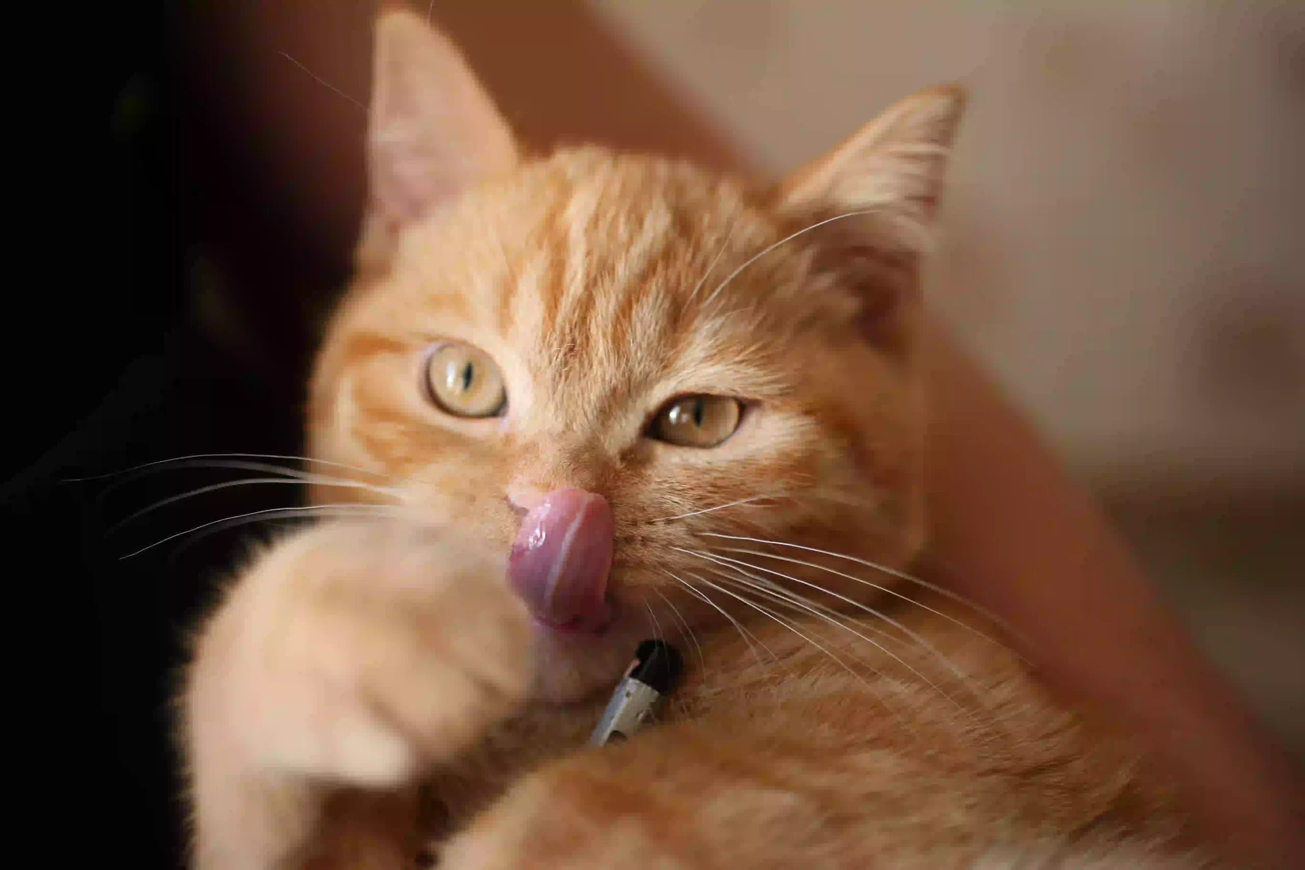 Read more about the article Why do cats stick their tongue out?