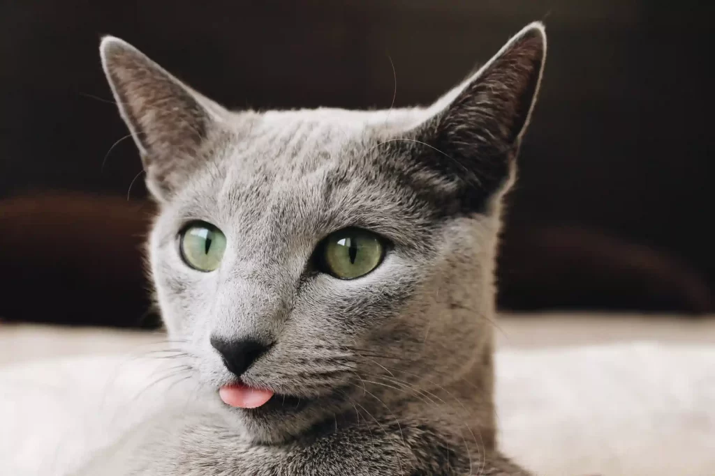 Cat Blep Or Bleeping 