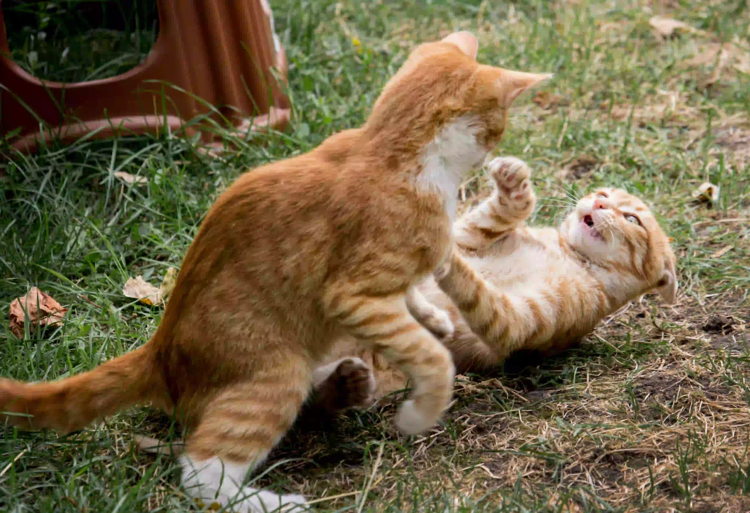 Read more about the article How to Tell if Cats Are Playing or Fighting.