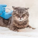 Arthritis in Cats: Causes, Signs and Symptoms, and Treatment