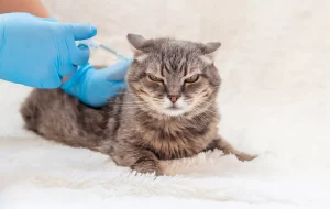 Read more about the article Arthritis in Cats: Causes, Signs and Symptoms, and Treatment