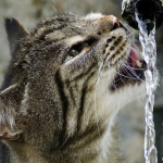 Cat Water Intake Calculator – How Much Should a Cat Drink?