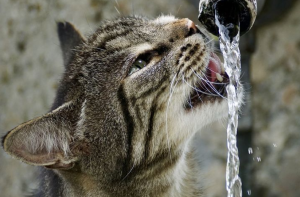Read more about the article Cat Water Intake Calculator – How Much Should a Cat Drink?