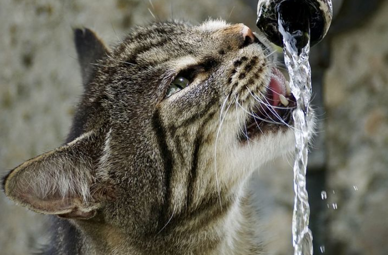 You are currently viewing Cat Water Intake Calculator – How Much Should a Cat Drink?